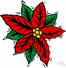 Christmas flower - tropical American plant having poisonous milk and showy tapering usually scarlet petallike leaves surrounding small yellow flowers
