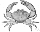 Menippe mercenaria - large edible crab of the southern coast of the United States (particularly Florida)