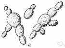 saccharomyces - single-celled yeasts that reproduce asexually by budding