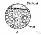 blastosphere - early stage of an embryo produced by cleavage of an ovum