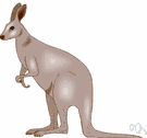 kangaroo - any of several herbivorous leaping marsupials of Australia and New Guinea having large powerful hind legs and a long thick tail