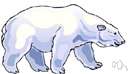 Thalarctos - polar bears