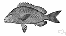 hogfish - found from Long Island southward