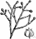 Callitris quadrivalvis - large coniferous evergreen tree of North Africa and Spain having flattened branches and scalelike leaves yielding a hard fragrant wood