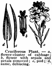 crucifer - any of various plants of the family Cruciferae