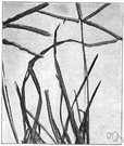 Eleusine indica - coarse annual grass having fingerlike spikes of flowers
