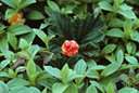 Rubus chamaemorus - creeping raspberry of north temperate regions with yellow or orange berries