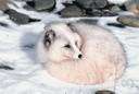 white fox - thickly-furred fox of Arctic regions