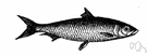 sardine - small fatty fish usually canned