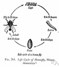 life cycle - a series of stages through which an organism passes between recurrences of a primary stage
