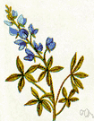 bluebonnet - low-growing annual herb of southwestern United States (Texas) having silky foliage and blue flowers