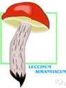 Leccinum - a genus of fungi belonging to the family Boletaceae