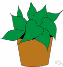 houseplant - any of a variety of plants grown indoors for decorative purposes