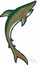 class Chondrichthyes - cartilaginous fishes