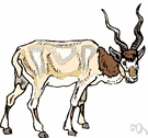 addax - large antelope with lightly spiraled horns of desert regions of northern Africa