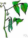 pea plant - a leguminous plant of the genus Pisum with small white flowers and long green pods containing edible green seeds