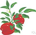 paprika - plant bearing large mild thick-walled usually bell-shaped fruits