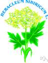Heracleum - widely distributed genus of plants with usually thick rootstocks and large umbels of white flowers
