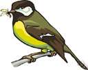 tit - small insectivorous birds