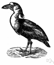 boat-billed heron - tropical American heron related to night herons
