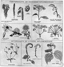 unfolding - a developmental process