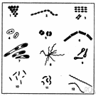 pneumococcus - bacterium causing pneumonia in mice and humans