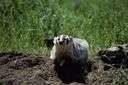 American badger - a variety of badger native to America