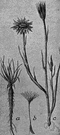 salsify - edible root of the salsify plant