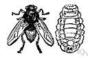 warble fly - hairy bee-like fly whose larvae produce lumpy abscesses (warbles) under the skin of cattle