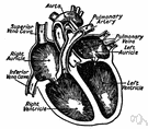 ventricle - a chamber of the heart that receives blood from an atrium and pumps it to the arteries