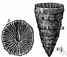 Paleozoic era - from 544 million to about 230 million years ago