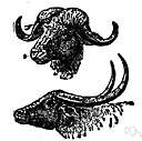 bicorn - having two horns or horn-shaped parts