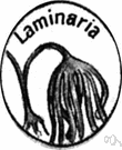 genus Laminaria - type genus of the family Laminariaceae: perennial brown kelps