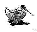 woodcock - game bird of the sandpiper family that resembles a snipe