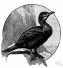 cormorant - large voracious dark-colored long-necked seabird with a distensible pouch for holding fish