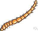 wireworm - wormlike larva of various elaterid beetles