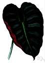 alocasia - any plant of the genus Alocasia having large showy basal leaves and boat-shaped spathe and reddish berries