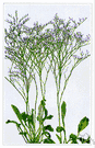 genus Limonium - sea lavender