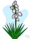 Our Lord's candle - yucca of southwestern United States and Mexico with a tall spike of creamy white flowers