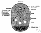 Golgi's cell - a neuron in the cerebral cortex with short dendrites and with either a long axon or a short axon that ramifies in the grey matter
