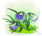 Campanula carpatica - European perennial bellflower that grows in clumps with spreading stems and blue or white flowers