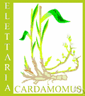 cardamon - rhizomatous herb of India having aromatic seeds used as seasoning