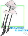 Marasmius - chiefly small mushrooms with white spores