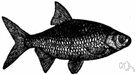 Scardinius erythrophthalmus - European freshwater fish resembling the roach