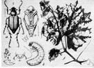genus Macrodactylus - a genus of Melolonthidae