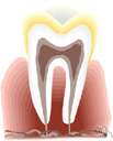 root - the part of a tooth that is embedded in the jaw and serves as support