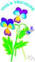viola - large genus of flowering herbs of temperate regions