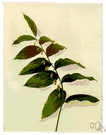 polygonatum - sometimes placed in subfamily Convallariaceae