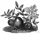 Hog plum - tropical American tree having edible yellow fruit