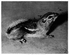antelope squirrel - small ground squirrel of western United States